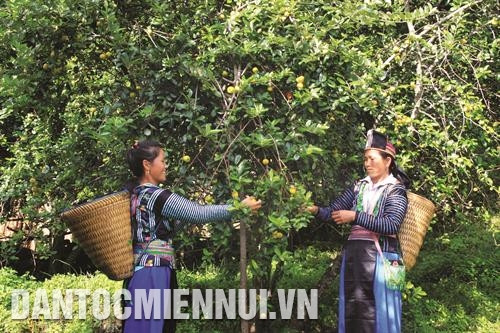 Với hơn 2.500 ha sơn tra, Bắc Yên là địa phương có diện tích trồng sơn tra nhiều nhất tỉnh Sơn La. Ảnh: Quang Quyết