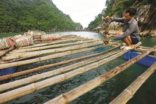 Bè nuôi hàu của ngư dân Phạm Văn Xuyến, một trong những người nuôi nhuyễn thể đầu tiên ở thôn Nà Sắn, xã Bản Sen Bè nuôi hàu của ngư dân Phạm Văn Xuyến, một trong những người nuôi nhuyễn thể đầu tiên ở thôn Nà Sắn, xã Bản Sen