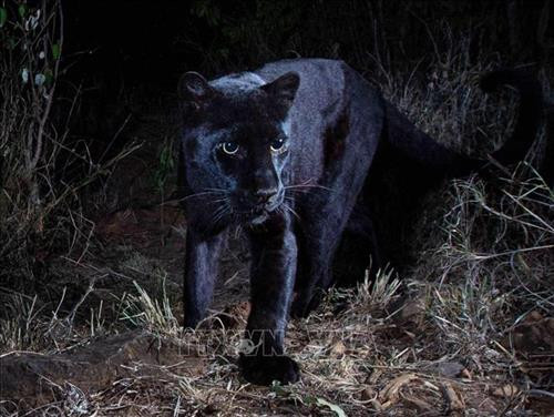 Báo đen châu Phi được phát hiện năm 2018 tại Khu bảo tồn động vật hoang dã Loisaba, Kenya. Ảnh: Will Burrard-Lucas/TTXVN phát Báo đen châu Phi được phát hiện năm 2018 tại Khu bảo tồn động vật hoang dã Loisaba, Kenya. Ảnh: Will Burrard-Lucas/TTXVN phát