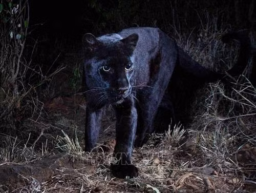 Báo đen châu Phi được phát hiện năm 2018 tại Khu bảo tồn động vật hoang dã Loisaba, Kenya. Ảnh: Will Burrard-Lucas/TTXVN phát Báo đen châu Phi được phát hiện năm 2018 tại Khu bảo tồn động vật hoang dã Loisaba, Kenya. Ảnh: Will Burrard-Lucas/TTXVN phát