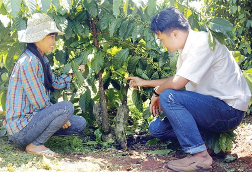 Vườn cà phê được tái canh của chị Nông Thị Động ở thôn 8, xã Nhân Cơ, sau 18 tháng đã cho thu bói Vườn cà phê được tái canh của chị Nông Thị Động ở thôn 8, xã Nhân Cơ, sau 18 tháng đã cho thu bói
