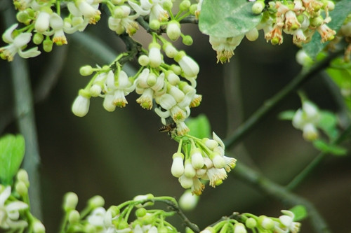 Những chùm hoa bưởi đang được thụ phấn. Ảnh: Nguyễn Mạnh Đoàn