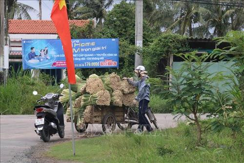 Người dân xã Phú Thạnh vận chuyển sả đi tiêu thụ. Ảnh: Minh Trí – TTXVN