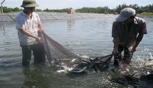 Thu hoạch cá đối mục. Ảnh: nghenong.com Thu hoạch cá đối mục. Ảnh: nghenong.com