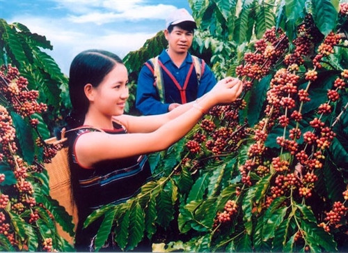 Thu hoạch cà phê ở Tây Nguyên Thu hoạch cà phê ở Tây Nguyên