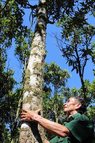 Cây quế Trà My có thời gian sinh trưởng từ 10 năm trở lên mới cho khai thác vỏ. Ảnh: Đỗ Trưởng – TTXVN Cây quế Trà My có thời gian sinh trưởng từ 10 năm trở lên mới cho khai thác vỏ. Ảnh: Đỗ Trưởng – TTXVN