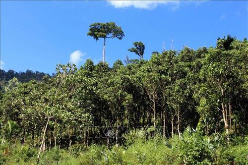 Một cánh rừng quế ở xã Trà Leng, huyện Nam Trà My, tỉnh Quảng Nam. Ảnh: Đỗ Trưởng – TTXVN Một cánh rừng quế ở xã Trà Leng, huyện Nam Trà My, tỉnh Quảng Nam. Ảnh: Đỗ Trưởng – TTXVN