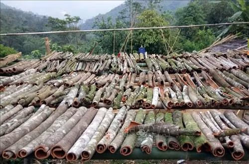 Vỏ quế sau khi khai thác sẽ được phơi khô để bán cho thương lái. Ảnh: Đỗ Trưởng – TTXVN