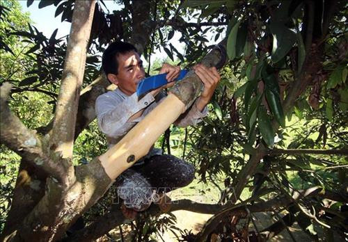 Người dân khai thác vỏ quế trên 10 năm tuổi. Ảnh: Đỗ Trưởng - TTXVN Người dân khai thác vỏ quế trên 10 năm tuổi. Ảnh: Đỗ Trưởng - TTXVN