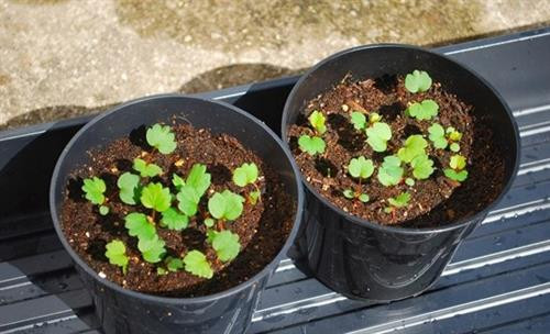 Cách chăm sóc dâu tây đen phải tỉ mỉ ngay từ đầu cây mới cho ra quả sai, thơm ngon. Ảnh: vietq.vn Cách chăm sóc dâu tây đen phải tỉ mỉ ngay từ đầu cây mới cho ra quả sai, thơm ngon. Ảnh: vietq.vn