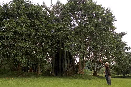 Ông Hoàng Ngọc (79 tuổi)- một trong những người cao tuổi nhất ở thôn Tân Lập, xã Tân Trào bên Cây đa Tân Trào đang hồi sinh trở lại.