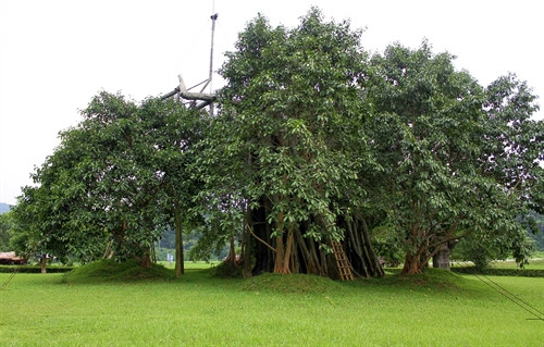 Cây đa Tân Trào đang hồi sinh trở lại sau nhiều nỗ lực chăm sóc không mệt mỏi Cây đa Tân Trào đang hồi sinh trở lại sau nhiều nỗ lực chăm sóc không mệt mỏi