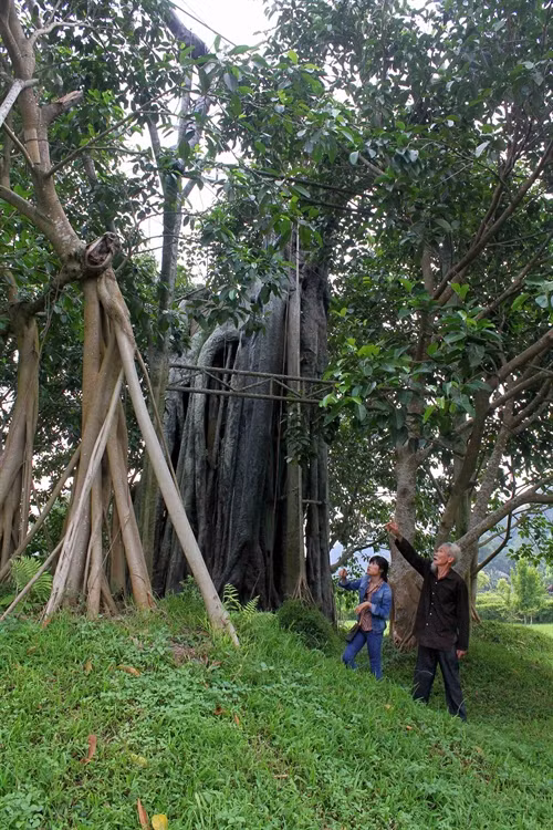 Cây đa Tân Trào từ lâu đã “ăn sâu” vào tâm tưởng người dân Việt Nam. Cây đa Tân Trào gắn liền với những sự kiện lịch sử trọng đại của đất nước trong Cách mạng tháng 8/1945. Trải qua thời gian, cây đa Tân Trào có dấu hiệu già cỗi, tưởng chừng không thể vượt qua quy luật “sinh tử”. Tuy nhiên, với những nỗ lực chăm sóc, “cứu chữa”, điều kỳ diệu đã đến, cây đa Tân Trào lại được “hồi sinh”.