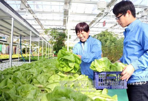 Thu hoạch rau xanh tại tỉnh Sơn Đông, Trung Quốc. Ảnh: THX/TTXVN