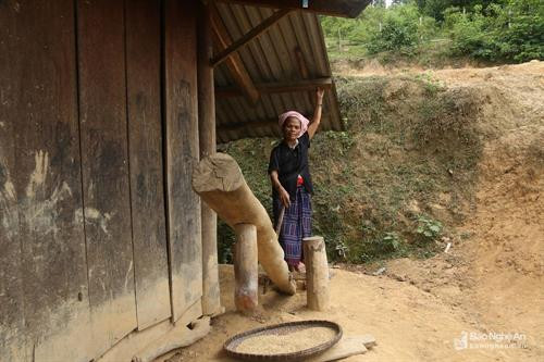 Việc giã gạo bằng cối rất vất vả, song nó là một nét trong sinh hoạt truyền thống đã được lưu giữ hàng trăm năm. Ảnh: Đào Thọ Chày, cối giã gạo luôn được làm từ các loại gỗ tốt, có tuổi thọ cao, truyền từ đời này sang đời khác trong các gia đình người vùng cao. Ảnh: Đào Thọ Chiếc cối tròn miệng rộng này là hình ảnh quen thuộc, dễ dàng bắt gặp dưới nhà sàn của đồng bào dân tộc miền Tây xứ Nghệ hiện nay. Ảnh: Hồ Phương Người Thái Nghệ An có tập tục giã gạo trong luống. Ảnh: Đào Thọ Luống được đẽo hình thuôn dài, kích thước lớn hơn cối rất nhiều. Ảnh: Đào Thọ Nhiều nhịp chày cùng giã gạo trên những chiếc luống nhuốm màu thời gian của gia đình người Thái. Ảnh: Đào Thọ Giã gạo bằng tay là truyền thống lao động vẫn được bảo tồn đến tận ngày nay. Ảnh: Hồ Phương Không chỉ là dụng cụ để sản xuất, luống còn trở thành một dụng cụ trong sinh hoạt văn nghệ dịp lễ hội, sự kiện văn hóa khác. Ảnh: Đào Thọ