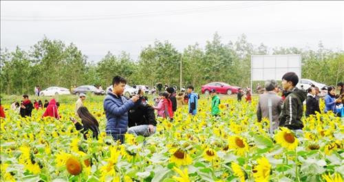 Cánh đồng hoa hướng dương ở Quảng Bình hút du khách ngày đầu năm mới ảnh 3 Cánh đồng hoa hướng dương ở Quảng Bình hút du khách ngày đầu năm mới ảnh 3