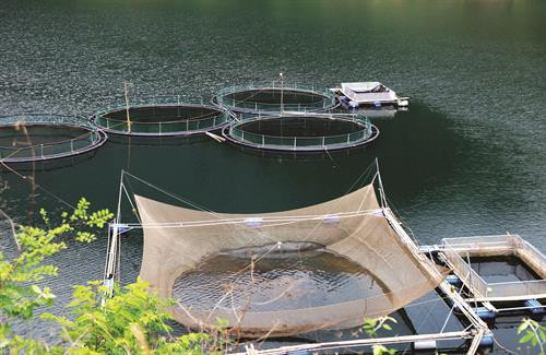 Để hạn chế dịch bệnh, trước khi thả vào lồng bè cần chọn những con cá khỏe và có thể "tắm" bằng các loại thuốc khử trùng