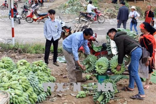 Thương lái phía Trung Quốc sang thu mua chuối của bà con trong bản Pô Tô (Việt Nam). Ảnh: Công Tuyên - TTXVN