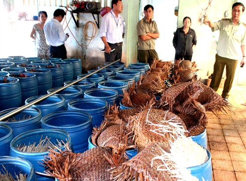 Hơn 20 thùng vừa mới ngâm ủ giá "siêu tốc" tại cở sở bà Phượng.