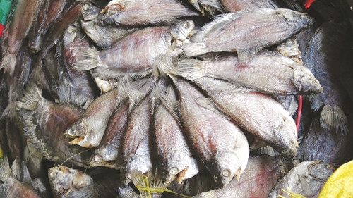 Cá nguyên liệu thường có trọng lượng 4 con/kg, khoảng 3 kg cá nguyên liệu làm được 1 kg cá khô bổi