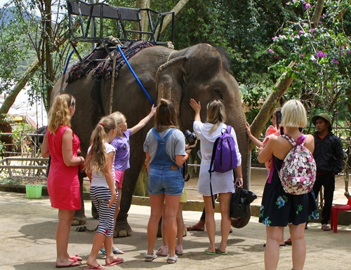 Du khách nước ngoài vuốt ve chú voi thân thiện