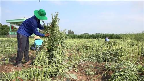 Nông dân huyện Hồng Ngự thu hoạch vừng. Ảnh: Chương Đài - TTXVN Nông dân huyện Hồng Ngự thu hoạch vừng. Ảnh: Chương Đài - TTXVN