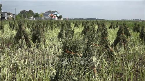 Sau hơn 3 tháng trồng, vừng cho thu hoạch với năng suất đạt hơn 1 tấn/ha. Ảnh: Chương Đài - TTXVN Sau hơn 3 tháng trồng, vừng cho thu hoạch với năng suất đạt hơn 1 tấn/ha. Ảnh: Chương Đài - TTXVN