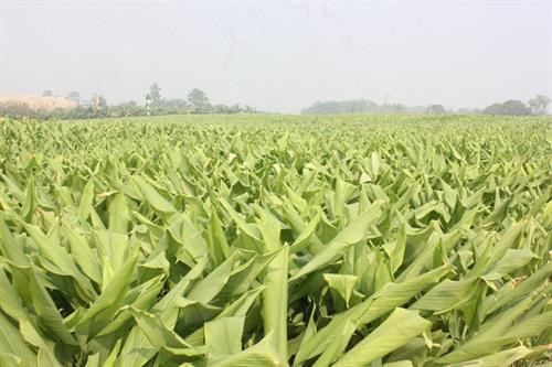 Tinh hoa từ cây nghệ Hưng Yên ảnh 1