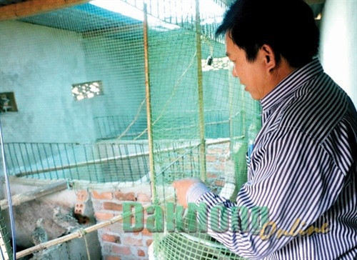 Gia đình anh Chu Văn Thanh nuôi chim trĩ cho thu nhập 100 triệu đồng/năm Gia đình anh Chu Văn Thanh nuôi chim trĩ cho thu nhập 100 triệu đồng/năm