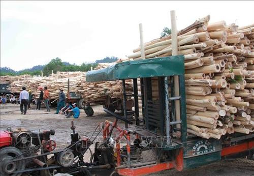 Người dân chở keo mới thu hoạch đến nhập cho Hợp tác xã băm dăm Tiến Nam. Ảnh: Phạm Cường-TTXVN Người dân chở keo mới thu hoạch đến nhập cho Hợp tác xã băm dăm Tiến Nam. Ảnh: Phạm Cường-TTXVN