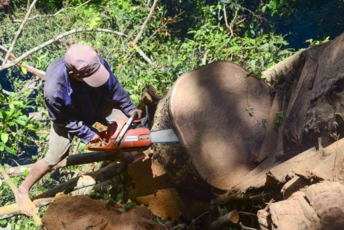 Lâm tặc đang xẻ thân gỗ nghiến để làm thớt. Lâm tặc đang xẻ thân gỗ nghiến để làm thớt.