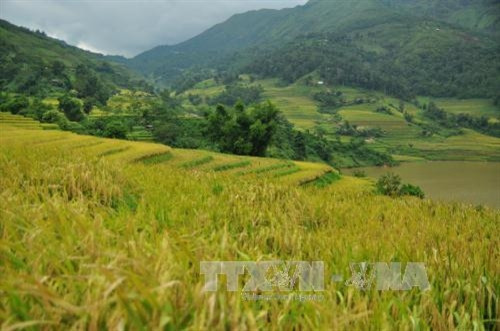 Mùa vàng ở Y Tý (Bát Xát). Ảnh: Thu Hương - TTXVN Mùa vàng ở Y Tý (Bát Xát). Ảnh: Thu Hương - TTXVN