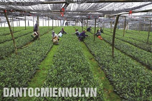 Hợp tác xã nông sản Phú Đạt là nơi cung cấp giống chè cho đồng bào. Ảnh: An Thành Hợp tác xã nông sản Phú Đạt là nơi cung cấp giống chè cho đồng bào. Ảnh: An Thành