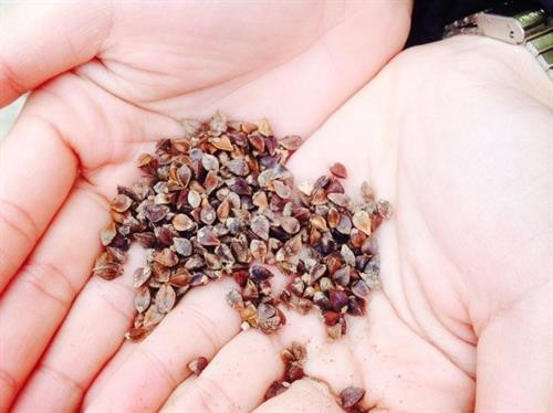 Bánh tam giác mạch ảnh 1