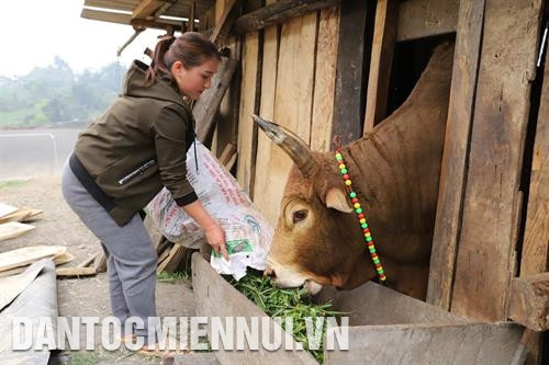 Từ năm 2016, huyện Kỳ Sơn đã triển khai trồng thử nghiệm cây chanh leo ở xã Mường Lống. Ảnh: Nam Sương Chăn nuôi bò Mông theo hướng hàng hóa góp phần quan trọng trong việc xóa đói, giảm nghèo bền vững ở huyện vùng cao Kỳ Sơn. Ảnh: Nam Sương Nuôi dê bản địa - hướng đi mới giúp đồng bào dân tộc sinh sống trên địa bàn huyện Kỳ Sơn nâng cao thu nhập. Ảnh: Nam Sương Đồng bào dân tộc Thái ở xã Phà Đánh, huyện Kỳ Sơn mở rộng diện tích trồng dâu phục vụ cho làng nghề dệt thổ cẩm. Ảnh: Nam Sương