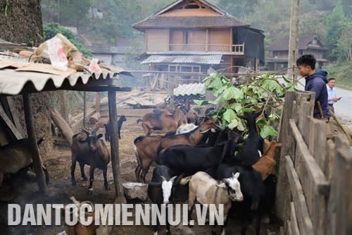 Từ năm 2016, huyện Kỳ Sơn đã triển khai trồng thử nghiệm cây chanh leo ở xã Mường Lống. Ảnh: Nam Sương Chăn nuôi bò Mông theo hướng hàng hóa góp phần quan trọng trong việc xóa đói, giảm nghèo bền vững ở huyện vùng cao Kỳ Sơn. Ảnh: Nam Sương Nuôi dê bản địa - hướng đi mới giúp đồng bào dân tộc sinh sống trên địa bàn huyện Kỳ Sơn nâng cao thu nhập. Ảnh: Nam Sương Đồng bào dân tộc Thái ở xã Phà Đánh, huyện Kỳ Sơn mở rộng diện tích trồng dâu phục vụ cho làng nghề dệt thổ cẩm. Ảnh: Nam Sương