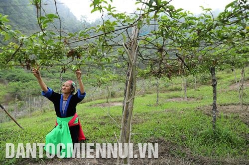 Từ năm 2016, huyện Kỳ Sơn đã triển khai trồng thử nghiệm cây chanh leo ở xã Mường Lống. Ảnh: Nam Sương Chăn nuôi bò Mông theo hướng hàng hóa góp phần quan trọng trong việc xóa đói, giảm nghèo bền vững ở huyện vùng cao Kỳ Sơn. Ảnh: Nam Sương Nuôi dê bản địa - hướng đi mới giúp đồng bào dân tộc sinh sống trên địa bàn huyện Kỳ Sơn nâng cao thu nhập. Ảnh: Nam Sương Đồng bào dân tộc Thái ở xã Phà Đánh, huyện Kỳ Sơn mở rộng diện tích trồng dâu phục vụ cho làng nghề dệt thổ cẩm. Ảnh: Nam Sương