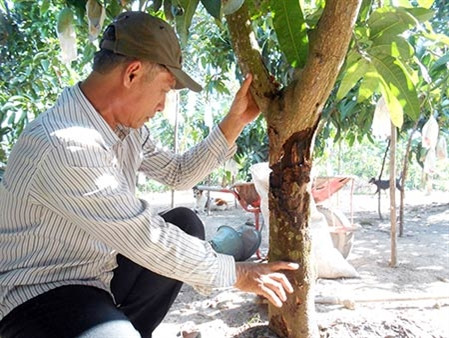 Ông Hồ Thanh Bình đang đối mặt với cảnh sâu đục trên thân xoài làm ảnh hưởng năng suất khi thu hoạch. Ông Hồ Thanh Bình đang đối mặt với cảnh sâu đục trên thân xoài làm ảnh hưởng năng suất khi thu hoạch.