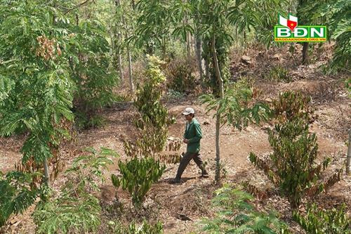 Vườn cà phê của ông Trần Văn Huệ, thôn Đức Bình, xã Đức Mạnh, huyện Đăk Mil có khoảng 500 cây cà phê chết cháy không có khả năng phục hồi. Ảnh: baodaknong.org.vn Vườn cà phê của ông Trần Văn Huệ, thôn Đức Bình, xã Đức Mạnh, huyện Đăk Mil có khoảng 500 cây cà phê chết cháy không có khả năng phục hồi. Ảnh: baodaknong.org.vn