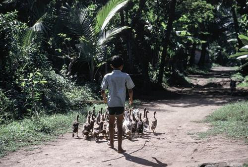 Khung cảnh đường phố ở Solo, thành phố ở miền Trung đảo Java, Indonesia năm 1993. Ảnh: Peter Marlow/ Magnum Photos. Các gánh hàng rong là hình ảnh quen thuộc trên đường phố Solo. Thành phố này còn được gọi bằng các tên gọi khác là Surakarta hoặc Sala. Ảnh: Peter Marlow/ Magnum Photos. Giấc ngủ của một người lái xe xích lô trên đường phố Solo. Ảnh: Peter Marlow/ Magnum Photos. Bên trong một xưởng sản xuất nhạc cụ Gamelan ở thành phố Solo. Gamelan là dòng nhạc truyền thống của đảo Java và Bali của Indonesia, nổi tiếng với giai điệu độc đáo và các loại nhạc cụ đặc thù. Ảnh: Peter Marlow/ Magnum Photos. Xưởng sản xuất nhạc cụ ở Solo được dẫn đầu bởi nghệ nhân Tentrim Sarawanto. Một phần nhạc cụ ở đây được xuất sang châu Âu để phục vụ công tác nghiên cứu âm nhạc và văn hóa bản địa. Ảnh: Peter Marlow/ Magnum Photos. Việc chế tác nhạc cụ Gamelan được thực hiện chủ yếu bằng phương pháp thủ công, không sử dụng máy móc hiện đại. Các nhạc cụ lớn như cồng, chiếc được thực hiện bằng kỹ thuật đúc đồng truyền thống. Ảnh: Peter Marlow/ Magnum Photos. Một chiếc cồng được người thợ dỡ khỏi khuôn đúc. Ảnh: Peter Marlow/ Magnum Photos. Bên ngoài một ngôi nhà ở vùng nông thôn đảo Bali, Indonesia năm 1993. Ảnh: Peter Marlow/ Magnum Photos. Cuộc sống ở vùng thông quê Bali có rất nhiều nét tương đồng với Việt Nam, như cảnh cậu bé lùa vịt về chuồng này. Ảnh: Peter Marlow/ Magnum Photos. Các nông dân làm việc trên ruộng lúa nước ở Ubud, Bali. Ảnh: Peter Marlow/ Magnum Photos. Khung cảnh đường phố ở Solo, thành phố ở miền Trung đảo Java, Indonesia năm 1993. Ảnh: Peter Marlow/ Magnum Photos Khung cảnh đường phố ở Solo, thành phố ở miền Trung đảo Java, Indonesia năm 1993. Ảnh: Peter Marlow/ Magnum Photos. Các gánh hàng rong là hình ảnh quen thuộc trên đường phố Solo. Thành phố này còn được gọi bằng các tên gọi khác là Surakarta hoặc Sala. Ảnh: Peter Marlow/ Magnum Photos. Giấc ngủ của một người lái xe xích lô trên đường phố Solo. Ảnh: Peter Marlow/ Magnum Photos. Bên trong một xưởng sản xuất nhạc cụ Gamelan ở thành phố Solo. Gamelan là dòng nhạc truyền thống của đảo Java và Bali của Indonesia, nổi tiếng với giai điệu độc đáo và các loại nhạc cụ đặc thù. Ảnh: Peter Marlow/ Magnum Photos. Xưởng sản xuất nhạc cụ ở Solo được dẫn đầu bởi nghệ nhân Tentrim Sarawanto. Một phần nhạc cụ ở đây được xuất sang châu Âu để phục vụ công tác nghiên cứu âm nhạc và văn hóa bản địa. Ảnh: Peter Marlow/ Magnum Photos. Việc chế tác nhạc cụ Gamelan được thực hiện chủ yếu bằng phương pháp thủ công, không sử dụng máy móc hiện đại. Các nhạc cụ lớn như cồng, chiếc được thực hiện bằng kỹ thuật đúc đồng truyền thống. Ảnh: Peter Marlow/ Magnum Photos. Một chiếc cồng được người thợ dỡ khỏi khuôn đúc. Ảnh: Peter Marlow/ Magnum Photos. Bên ngoài một ngôi nhà ở vùng nông thôn đảo Bali, Indonesia năm 1993. Ảnh: Peter Marlow/ Magnum Photos. Cuộc sống ở vùng thông quê Bali có rất nhiều nét tương đồng với Việt Nam, như cảnh cậu bé lùa vịt về chuồng này. Ảnh: Peter Marlow/ Magnum Photos. Các nông dân làm việc trên ruộng lúa nước ở Ubud, Bali. Ảnh: Peter Marlow/ Magnum Photos. Khung cảnh đường phố ở Solo, thành phố ở miền Trung đảo Java, Indonesia năm 1993. Ảnh: Peter Marlow/ Magnum Photos