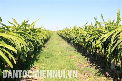 Mô hình trồng dưa lưới trong nhà màn của Hợp tác xã Nông nghiệp công nghệ cao Bình Minh tại huyện Bắc Bình. Ảnh: Nguyễn Thanh Trồng thanh long giàn trong Khu nông nghiệp công nghệ cao huyện Bắc Bình. Ảnh: Nguyễn Thanh