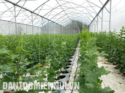 Mô hình trồng dưa lưới trong nhà màn của Công ty cổ phần nông nghiệp công nghệ cao Đông Á. Ảnh: Nguyễn Thanh