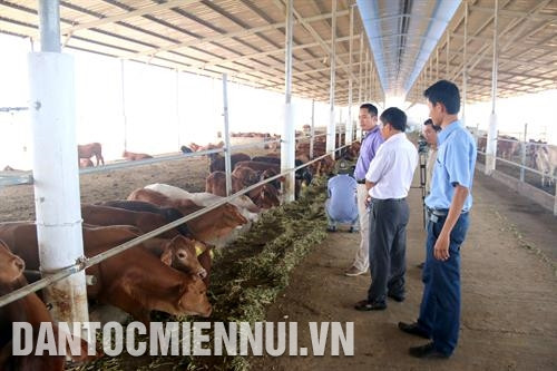 Mô hình chăn nuôi bò công nghệ cao của Công ty TNHH Thông Thuận trên địa bàn xã Sông Bình, huyện Bắc Bình. Ảnh: Nguyễn Thanh