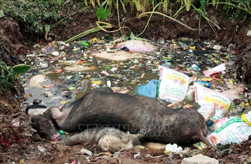 Lợn chết không được tiêu hủy đang phân hủy tại bãi rác thôn Hà Khê xã Đông Kinh, huyện Đông Hưng, tỉnh Thái Bình. Ảnh: Thế Duyệt - TTXVN Lợn chết không được tiêu hủy đang phân hủy tại bãi rác thôn Hà Khê xã Đông Kinh, huyện Đông Hưng, tỉnh Thái Bình. Ảnh: Thế Duyệt - TTXVN