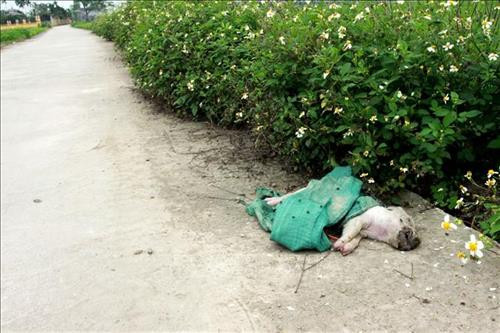 Lợn chết được vứt ngay bên vệ đường tại thôn Hà Khê xã Đông Kinh, huyện Đông Hưng, tỉnh Thái Bình. Ảnh: Thế Duyệt - TTXVN Lợn chết được vứt ngay bên vệ đường tại thôn Hà Khê xã Đông Kinh, huyện Đông Hưng, tỉnh Thái Bình. Ảnh: Thế Duyệt - TTXVN