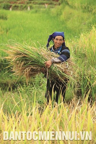 Người Hà Nhì, huyện Bát Xát thu hoạch lúa gạo Séng Cù . Ảnh: Hoàng Hà