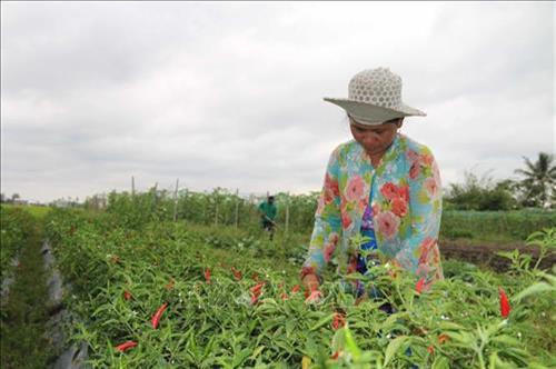 Bà con nên chuyển sang trồng các loại rau màu để đảm bảo được nước tưới. Ảnh: Thanh Hòa - TTXVN Bà con nên chuyển sang trồng các loại rau màu để đảm bảo được nước tưới. Ảnh: Thanh Hòa - TTXVN