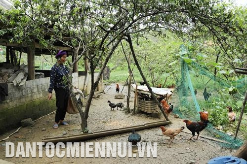 Chị Lý Thị Hạnh chăm sóc đàn gà để tăng thêm thu nhập. Ảnh: Hoàng Hà Với vai trò là Bí thư Chi bộ và Trưởng thôn Sín Chải A, chị Lý Thị Hạnh đã thường xuyên vận động bà con trong thôn thực hiện tốt chính sách pháp luật của Đảng và Nhà nước. Ảnh: Hoàng Hà