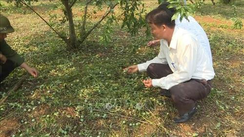 Diện tích lớn mận hậu ở xã Tân Lập, huyện Mộc Châu, tỉnh Sơn La sắp cho thu hoạt bị tàn phá, quả rụng phủ xanh gốc. Ảnh: TTXVN phát. Diện tích lớn mận hậu ở xã Tân Lập, huyện Mộc Châu, tỉnh Sơn La sắp cho thu hoạt bị tàn phá, quả rụng phủ xanh gốc. Ảnh: TTXVN phát.