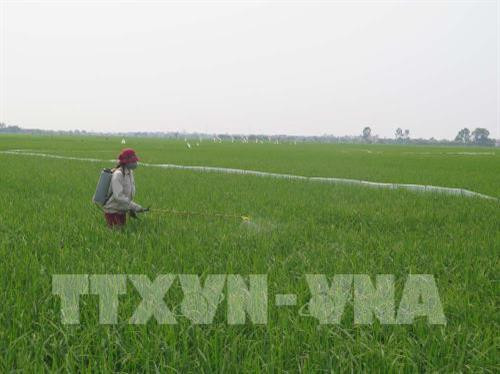 Nông dân phun thuốc phòng trừ đạo ôn cho lúa xuân. Ảnh: TTXVN Nông dân phun thuốc phòng trừ đạo ôn cho lúa xuân. Ảnh: TTXVN